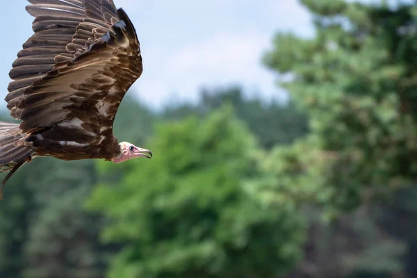 Buitre Pavo Ave Grande John Crow Más Extendido Los Buitres — Foto de Stock