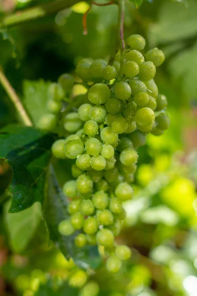 Riesling Vin Blanc Raisins Mûrissant Sur Raisin Été — Photo