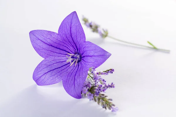 Elegant Liten Boutonniere Från Lila Ballong Blomma Färsk Skuren Blomma — Stockfoto