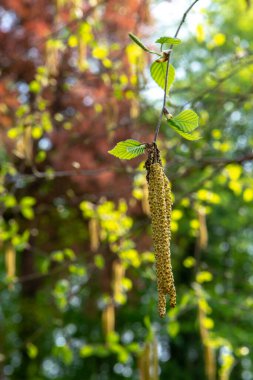 Genç huş ağaçlarının polenleriyle bahar alerjisi mevsimi