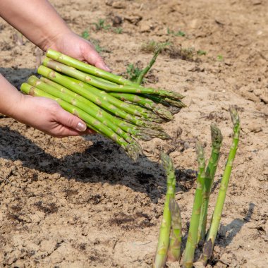 Yeni yeşil kuşkonmaz mevsimi, tarlada yetişen yeşil kuşkonmaz sebzeleri.