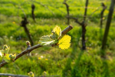 Üzüm bağında genç filizler, Bahar mevsimi şaraphanede