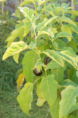 Bahçede sağlıklı sebzeler, bitkide yetişen olgun patlıcan, yaz zamanı.