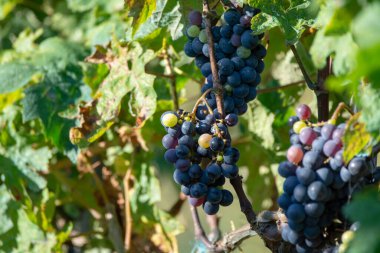 Biyolojik şaraphane kırmızı şarap üzüm bağı Provence, Güney Fransa 'da gün batımında