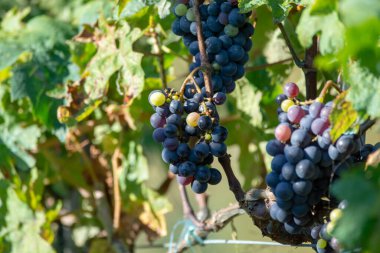 Biyolojik şaraphane kırmızı şarap üzüm bağı Provence, Güney Fransa 'da gün batımında