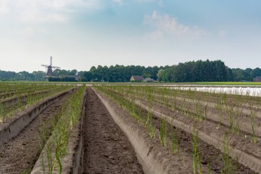 Hollanda beyaz altın sebzesi, mevsimsel kuşkonmaz hasadı ve güneş ışığı koruyucusunu plastik filmden çıkardıktan sonra büyüyen yeşil kuşkonmaz bitkisi
