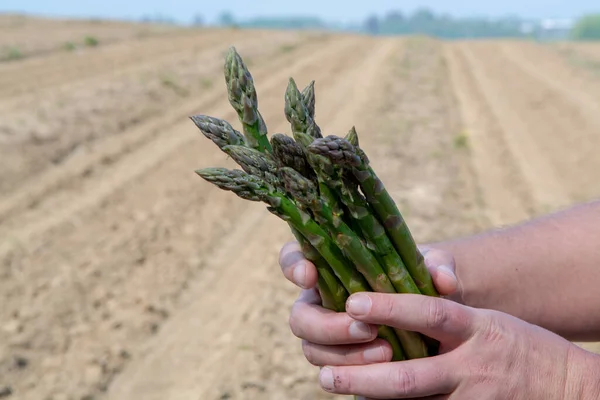 New Season Green Asparagus Field Growing Green Asparagus Vegetable — Stock Photo, Image