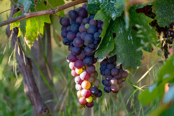 Bodega Bio Viñedo Uva Vino Tinto Provenza Sur Francia Atardecer —  Fotos de Stock