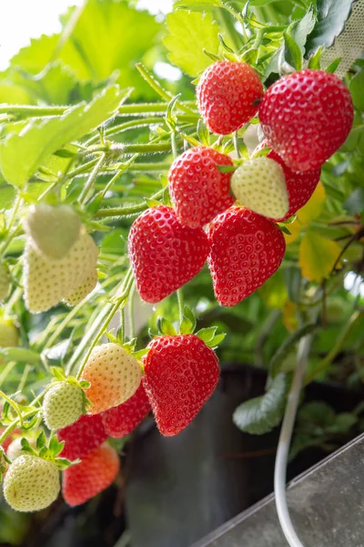 네덜란드 온실에서 커다란 딸기를 수확하는 — 스톡 사진