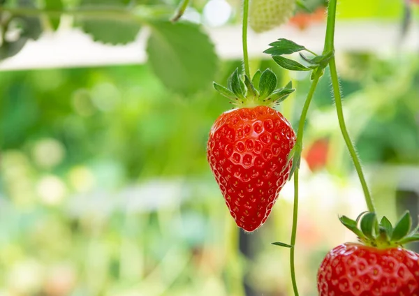 Récolte Gros Fraises Rouges Fraîches Mûres Dans Une Serre Néerlandaise — Photo