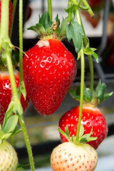 Ernte Frischer Reifer Großer Roter Erdbeeren Holländischen Gewächshaus — Stockfoto