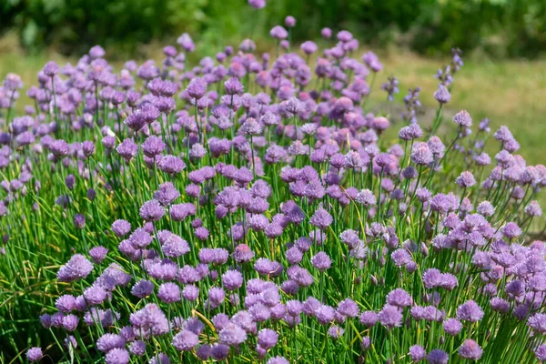 Flor Verão Cebolinha Planta Allium Jardim — Fotografia de Stock