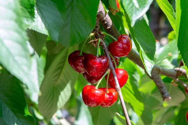 Mûrissement Biologique Cerises Douces Sur Cerisier Gros Plan Journée Ensoleillée — Photo