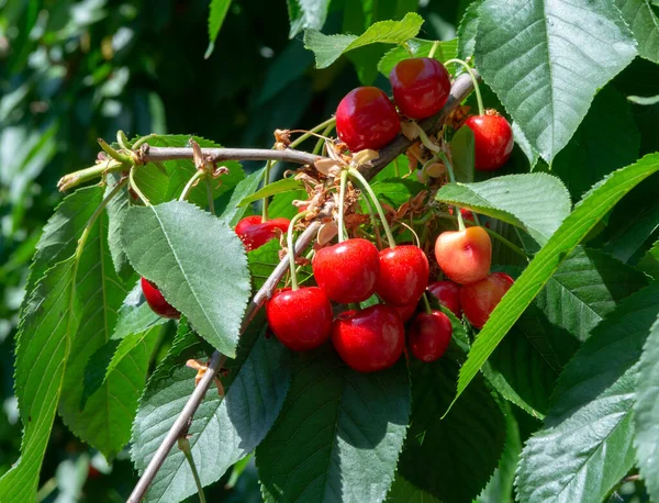 Organic sweet cherry ripening on cherry tree close up, sunny day