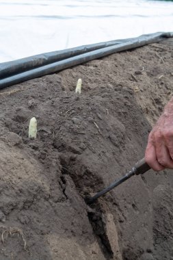 Hollanda beyaz altın sebze, beyaz kuşkonmaz hasat özel uzun bıçak ile plastik film ile kaplı tarlalar