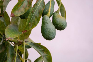 Mevsimlik yeşil orgaik avokado hasadı, tropikal yeşil avokadolar büyük ağaçlara yakın.