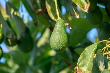 Mevsimlik yeşil orgaik avokado hasadı, tropikal yeşil avokadolar büyük ağaçlara yakın.