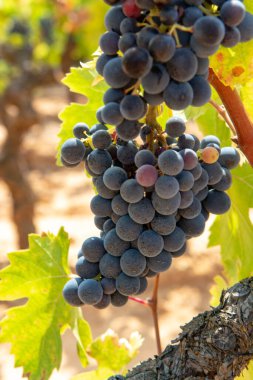 Fransız kırmızı ve gül şarabı üzümleri, mercan mineral toprağında yetişiyor, Fransa 'da yeni şarap üzümü hasadı, Vaucluse Luberon AOP alan adı veya şato üzümleri kapanıyor