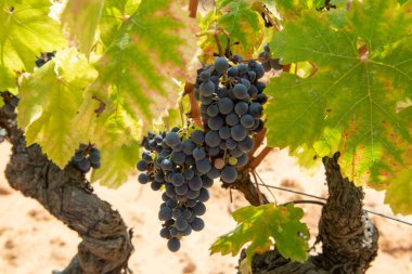 Fransız kırmızı ve gül şarabı üzümleri, mercan mineral toprağında yetişiyor, Fransa 'da yeni şarap üzümü hasadı, Vaucluse Luberon AOP alan adı veya şato üzümleri kapanıyor