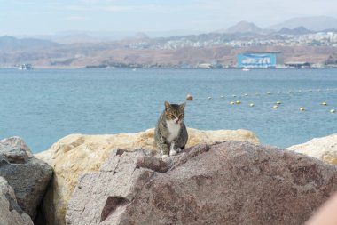 Eilat Kedileri, İsrail. Birçok kedi Eilat 'ın sokaklarına ve sahillerine gider, şehri farelerden ve yılanlardan korurlar.