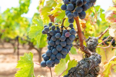 Fransız kırmızı ve gül şarabı üzümleri, mercan mineral toprağında yetişiyor, Fransa 'da yeni şarap üzümü hasadı, Vaucluse Luberon AOP alan adı veya şato üzümleri kapanıyor