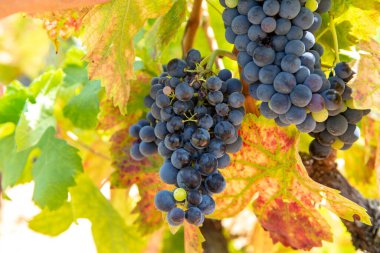 Fransız kırmızı ve gül şarabı üzümleri, mercan mineral toprağında yetişiyor, Fransa 'da yeni şarap üzümü hasadı, Vaucluse Luberon AOP alan adı veya şato üzümleri kapanıyor