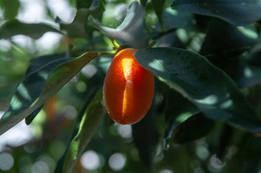 Tropik, olgun portakallı turunçgil meyveli kumkatlar ağaçta, yakından, hasat için hazır.