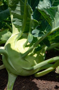 Çiftlik bahçesinde yetişen organik yeşil kohlrabi lahanası, yeni hasat, sağlıklı gıda konsepti