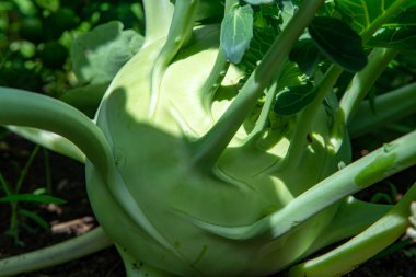 Çiftlik bahçesinde yetişen organik yeşil kohlrabi lahanası, yeni hasat, sağlıklı gıda konsepti
