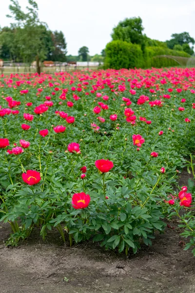 Colorful field with seasonal blossom of big pink peony roses flowers, countryside landscape, Dutch flowers