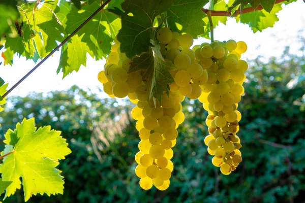 Olgun Beyaz Şarap Üzümleri Fransa Daki Üzüm Bağlarında Bitkiler Olgunlaşmış — Stok fotoğraf