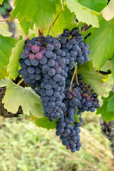 法国红葡萄酒和玫瑰葡萄种植 法国第一个成熟葡萄酒的新收获 科斯蒂厄斯 尼姆斯 阿波领地或城堡葡萄园关闭 — 图库照片