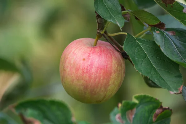 Νέα Συγκομιδή Υγιών Φρούτων Ώριμα Γλυκά Ροζ Μήλα Που Φυτρώνουν — Φωτογραφία Αρχείου