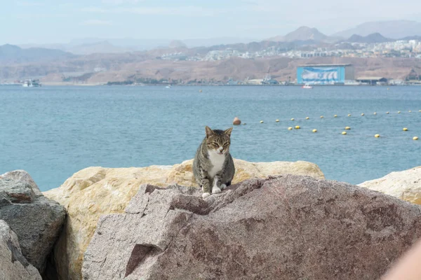 Cats of Eilat, Israel. Many cats leave on streets and beaches of Eilat, they protect the city from rats and snakes