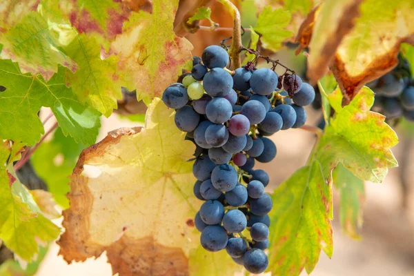 French Red Rose Wine Grapes Plant Growing Ochre Mineral Soil — Stock Photo, Image