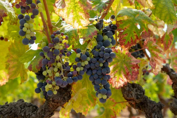 Vino Tinto Rosa Francés Planta Uvas Que Crece Suelo Mineral — Foto de Stock