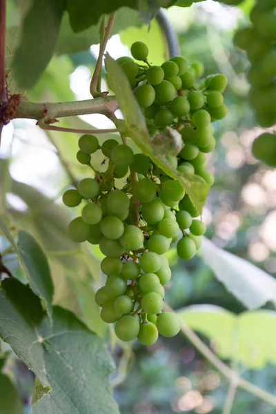 Amadurecimento Plantas Uvas Moscatel Vinho Branco Grande Região Vinícola Sul — Fotografia de Stock