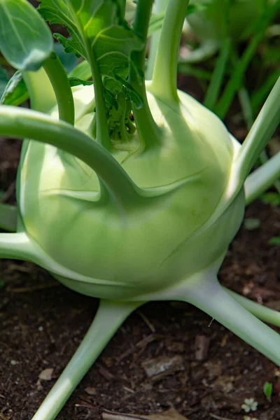 農場の庭で栽培有機緑のコフラビキャベツ 新しい収穫 健康的な食品の概念 — ストック写真