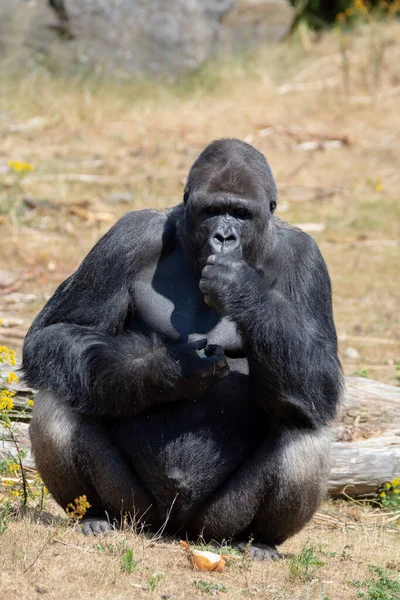 Grande Preto Peludo Masculino Gorila Macaco Sentar Grama Comer Comida — Fotografia de Stock