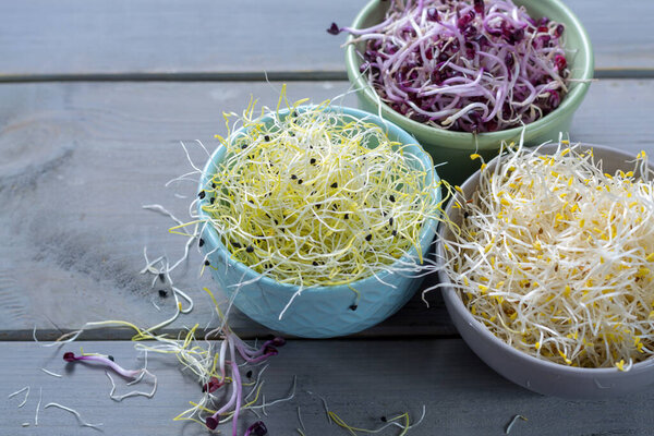 Raw fresh young organic sprouts of leek, alfalfa and red reddish in bowls