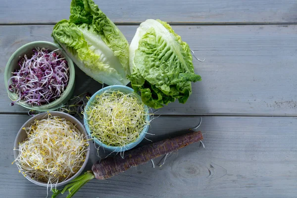 Rauwe Verse Jonge Biologische Spruiten Van Prei Alfalfa Roodachtig Kommen — Stockfoto