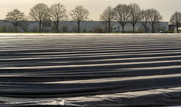 New season on white asparagus fields in Germany, Netherlands covered with plastic film in lines. Growing of white asparagus vegetable