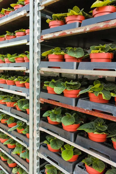 Gloxinia Floração Plantas Sala Coloridas Cultivadas Como Flores Decorativas Ornamentais — Fotografia de Stock