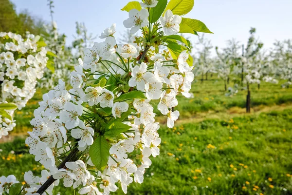 Cherry Tree Blossom Spring Season Fruit Orchards Haspengouw Agricultural Region — Stock Photo, Image
