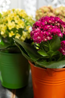 Tıbbi bitki kalanchoe, küçük kovalarda çiçek açan renkli çiçekler.