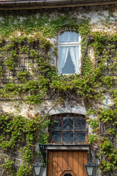 Antigua Casa Con Fachada Verde Cultivo Klimb Planta Uva Silvestre — Foto de Stock