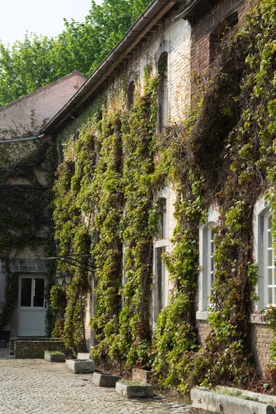 Stary Dom Zieloną Fasadą Uprawy Klimb Dzikich Winogron — Zdjęcie stockowe