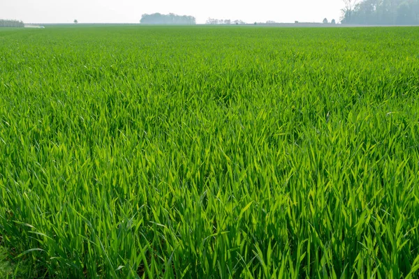 Spring Fields Panorama Landscape Fresh Green Grass — Stock Photo, Image