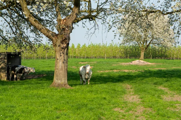 Belgian Blue Cow Very Big Special Beef Cattle Double Muscling — Stock Photo, Image