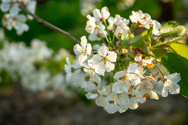 Cherry Tree Blossom Spring Season Fruit Orchards Haspengouw Agricultural Region — Stock Photo, Image